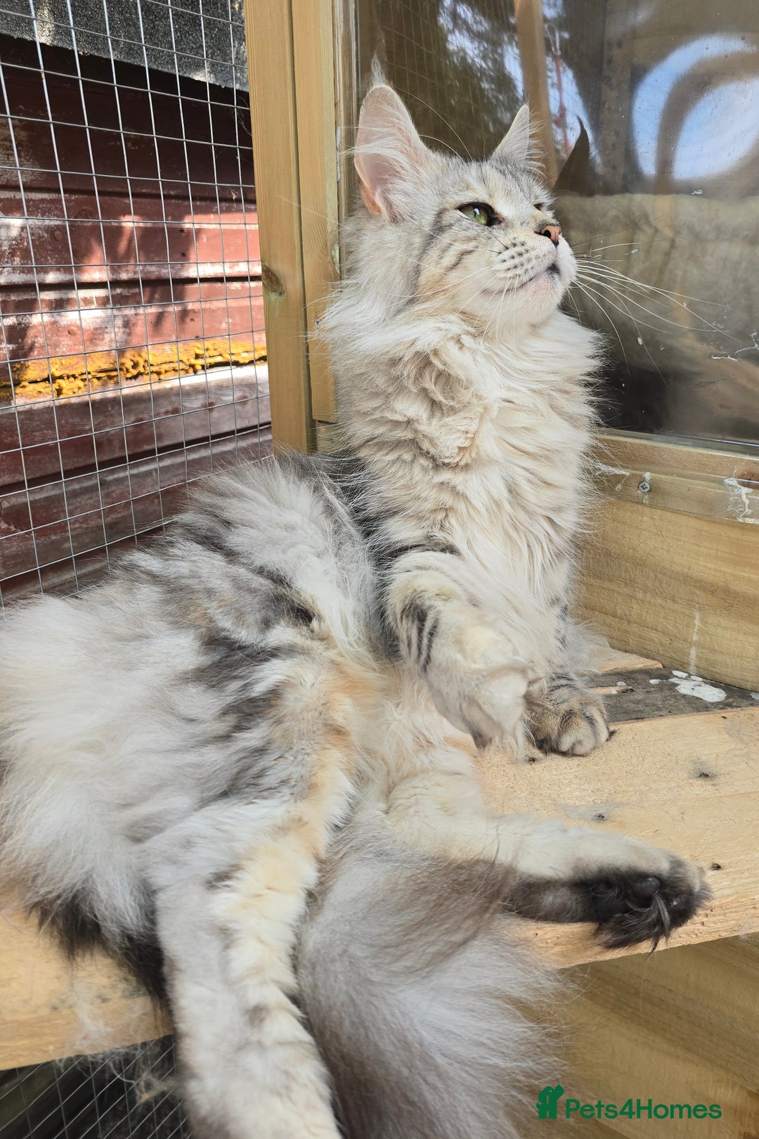 Maine Coon cats for sale: Maine Coon Black Silver Russian Lines - Image 4