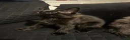 Mixed Breed cats for sale: Domestic Kittens - One Tabby, One Black/Dark Brown - Advert 12