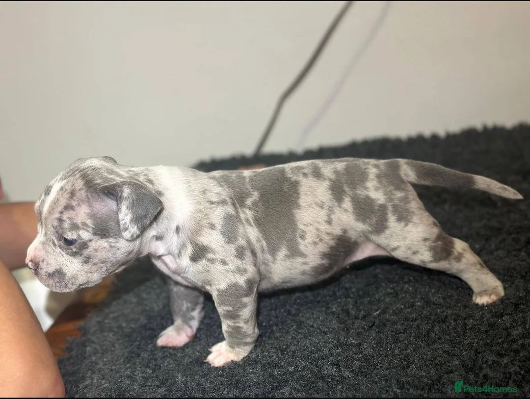 Mixed Breed dogs for sale: Olde Tyme Bulldog x American Staffordshire Pups - Advert 17