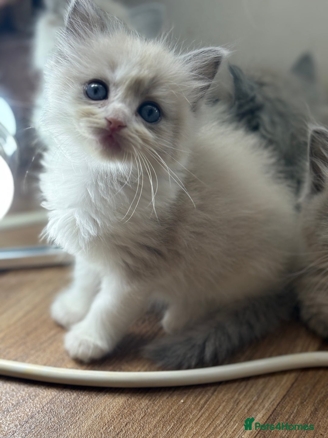 Ragdoll cats for sale: Full pedigreed ragdoll kittens  - Advert 3