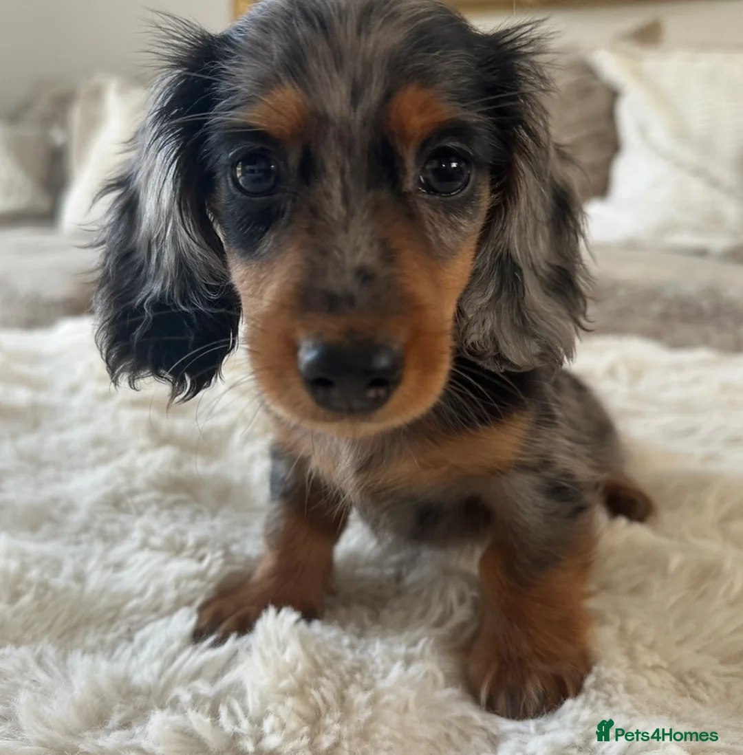 Miniature Dachshund dogs for stud: ✨BEETLEJUICE✨ MINI LONG HAIRED ✨KC - Advert 2
