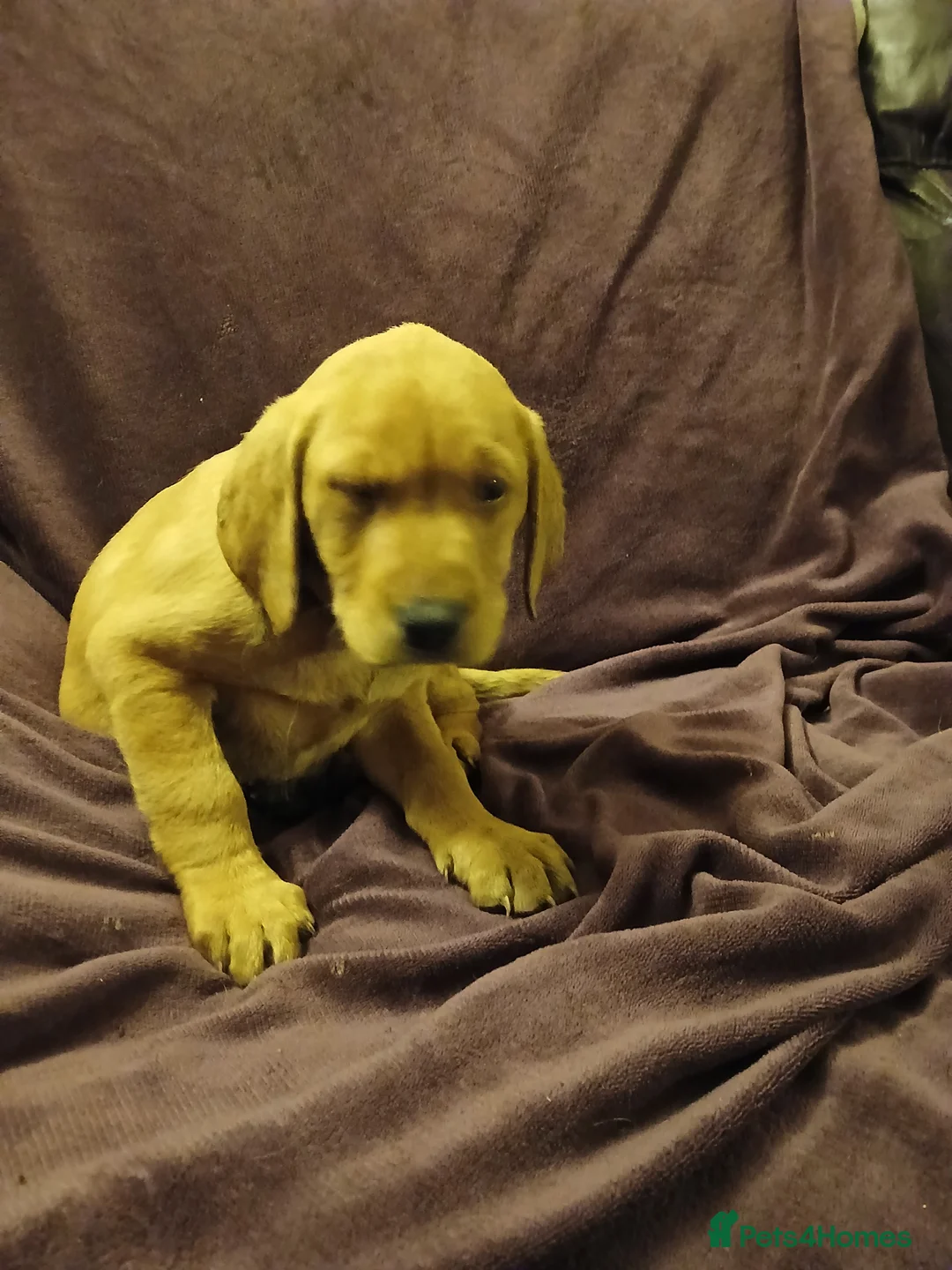 Labrador Retriever dogs for sale: Fox red labrador puppies - Advert 17