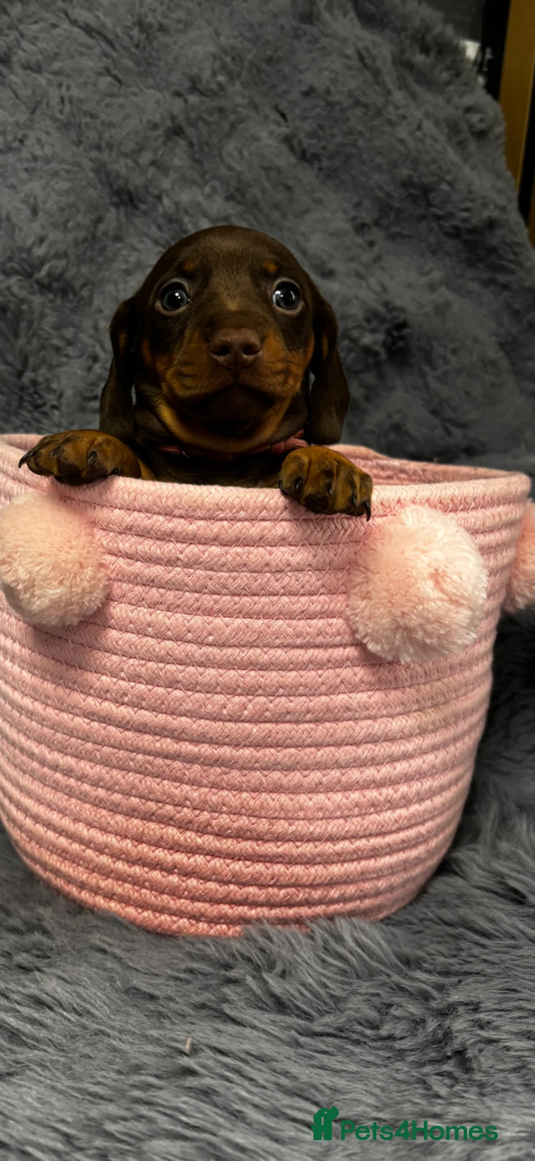 Dachshund dogs for sale: Beautiful little sausages  - Advert 1