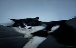 Mixed Breed cats for sale: Black and white male cat - Image 1