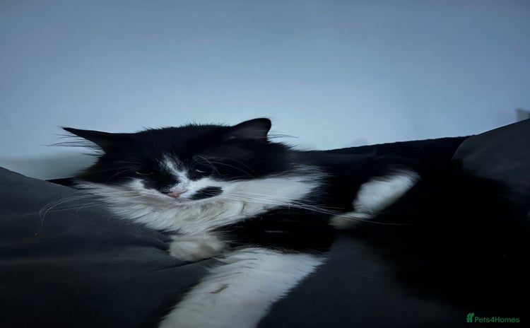 Mixed Breed cats - Advert 15