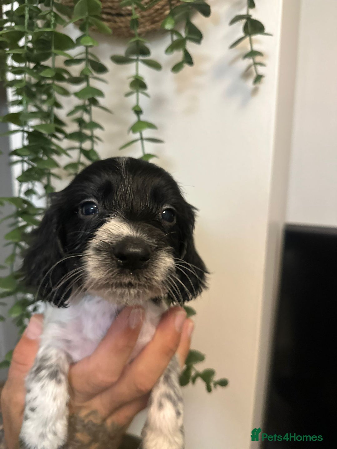 Sprocker dogs for sale: Sprocker puppies  - Image 9
