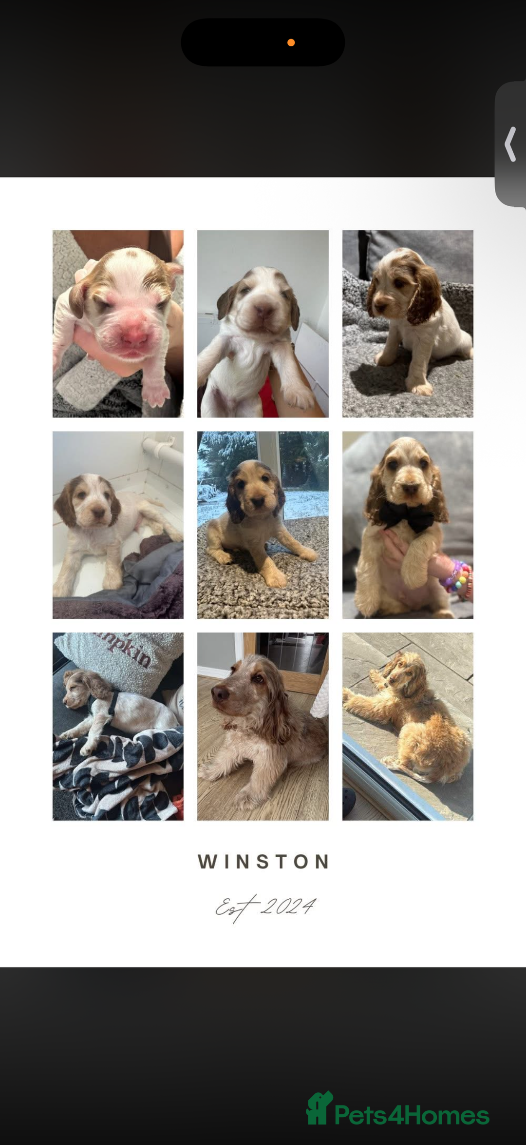 Cocker Spaniel dogs for sale: Showtype Cocker spaniel pups KC registered  - Advert 16