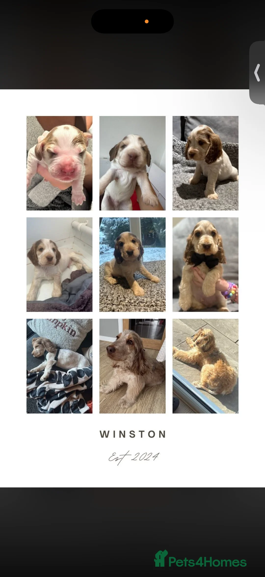 Cocker Spaniel dogs for sale: Showtype Cocker spaniel pups KC registered  - Advert 15