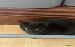 Mixed Breed cats for sale: Kittens for sale - Image 12