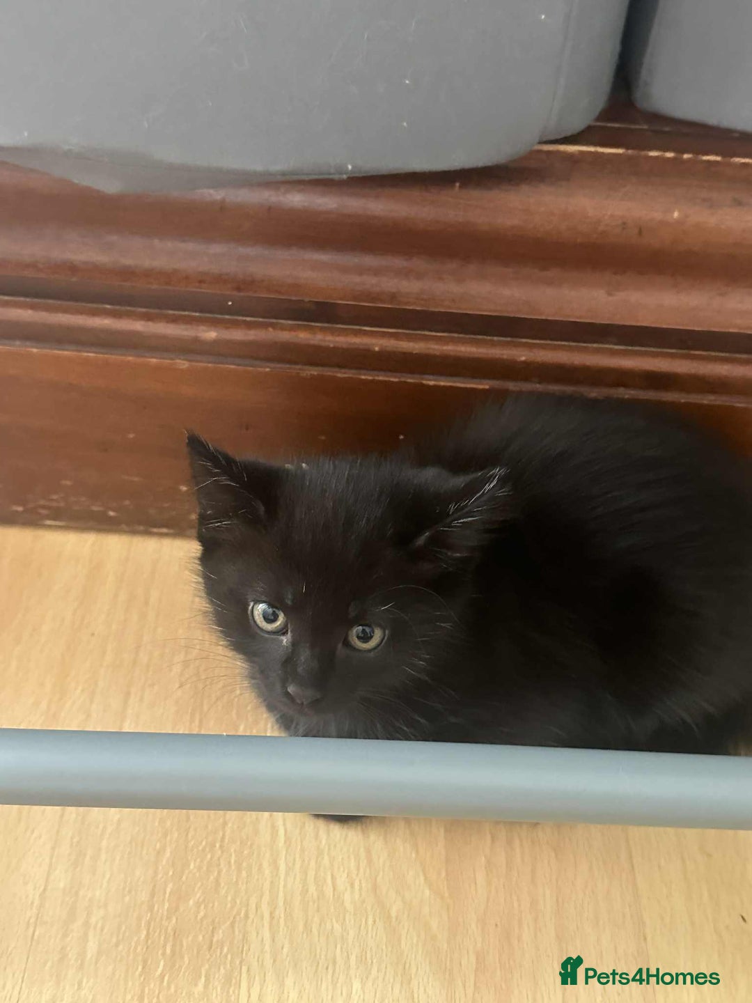 Mixed Breed cats for sale: Kittens for sale - Image 12