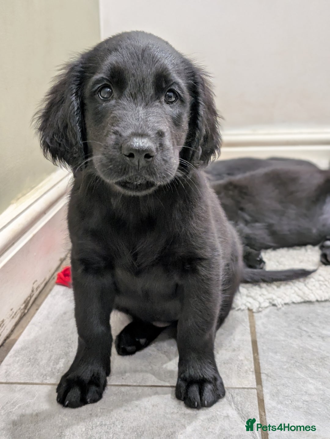 Flat coated Retriever dogs for sale: READY NOW Flat Coated Retriever Puppies - Image 22