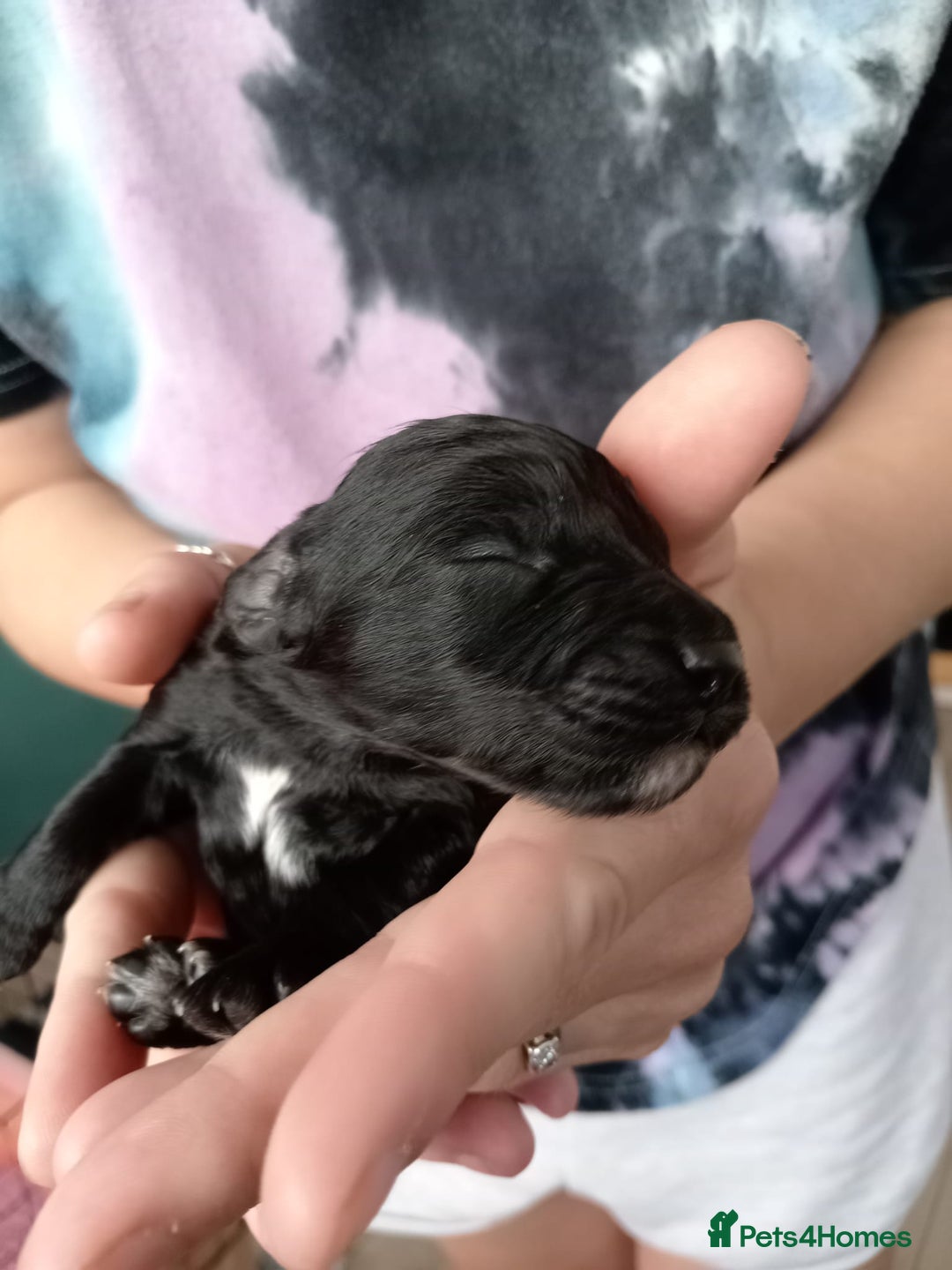 Cockapoo dogs for sale: 7 cockerpoos puppy's for sale - Image 7