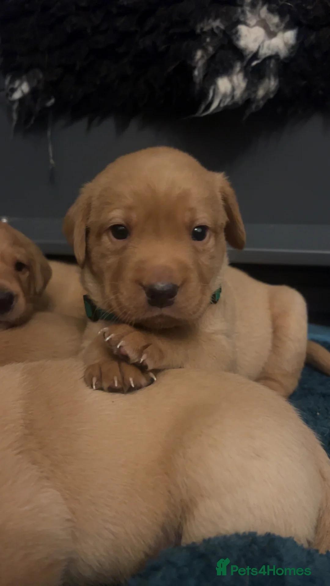 Labrador Retriever dogs for sale: Fox red lab pups for sale  - Advert 1