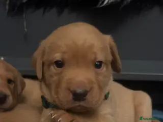 Labrador Retriever dogs Fox red lab pups for sale - Advert 7