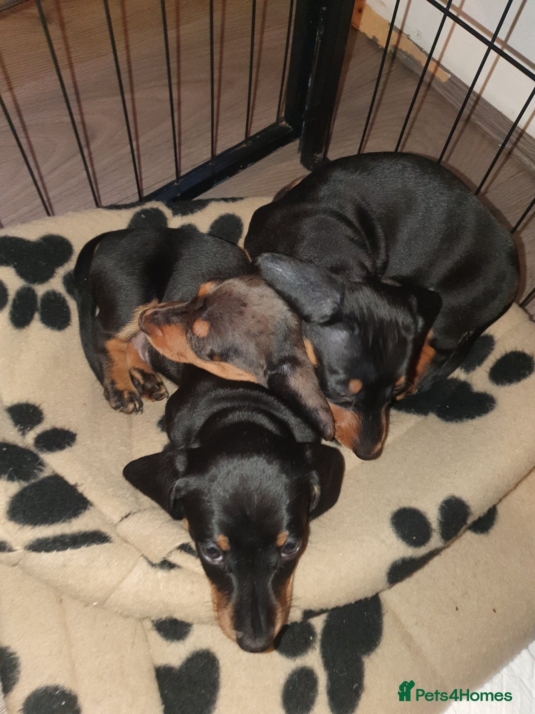 Miniature Dachshund dogs for sale: Minature dachshunds - Advert 11