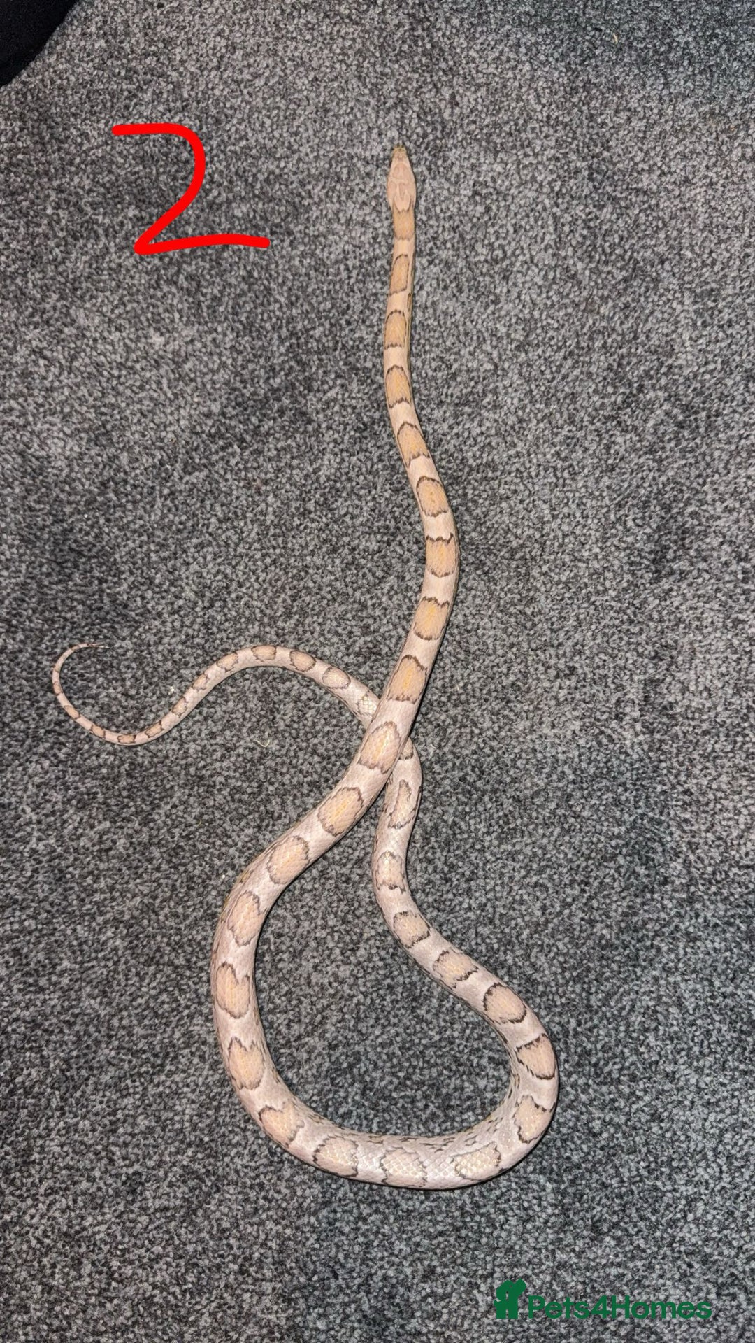 Corn Snake reptiles for sale: Corn snake  - Image 2