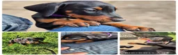 Dobermann dogs for sale: Dobermans Ready to Go. - Advert 3
