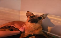 Belgian Shepherd Dog dogs for sale: Belgium Malinos shepard puppys - Image 17