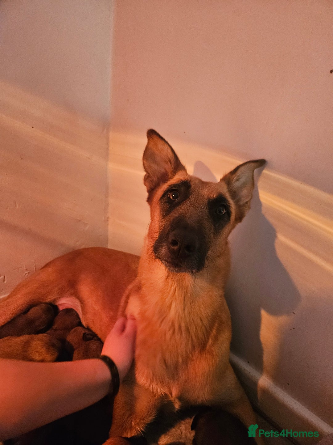 Belgian Shepherd Dog dogs for sale: Belgium Malinos shepard puppys - Image 17