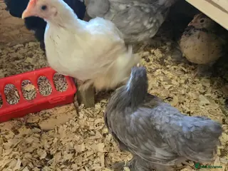 Chickens poultry Pekin bantam pullets - ready togo - Advert 1