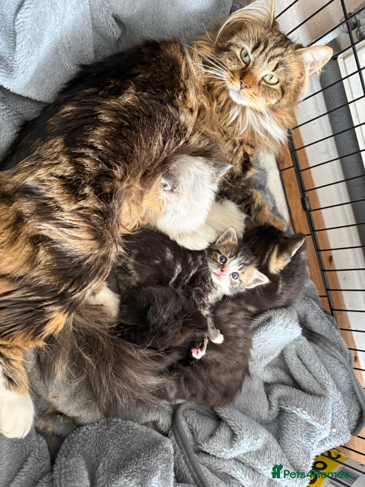 Mixed Breed cats Kittens for sale and ready for their forever home  - Advert 6