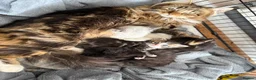 Mixed Breed cats for sale: Kittens for sale and ready for their forever home  - Advert 1