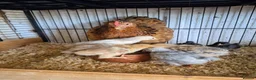 Chickens poultry for sale: Hen and 7 chicks for sale - Advert 2