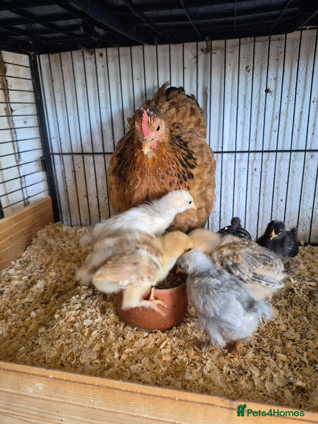 Chickens poultry for sale: Hen and 7 chicks for sale - Advert 2