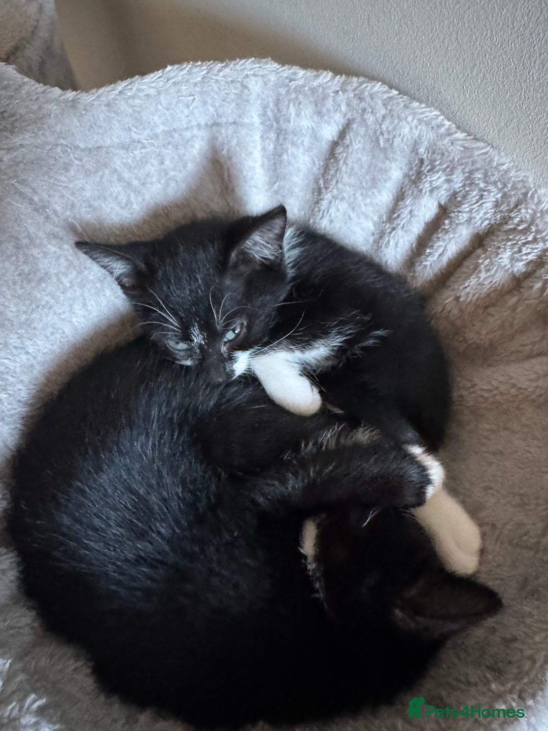 Mixed Breed cats for sale: Female kittens for sale - Image 2