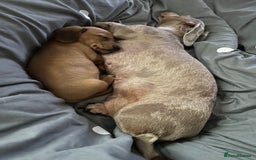 Dachshund dogs for sale: LAST Red Dapple Miniature Dachshund - Image 19