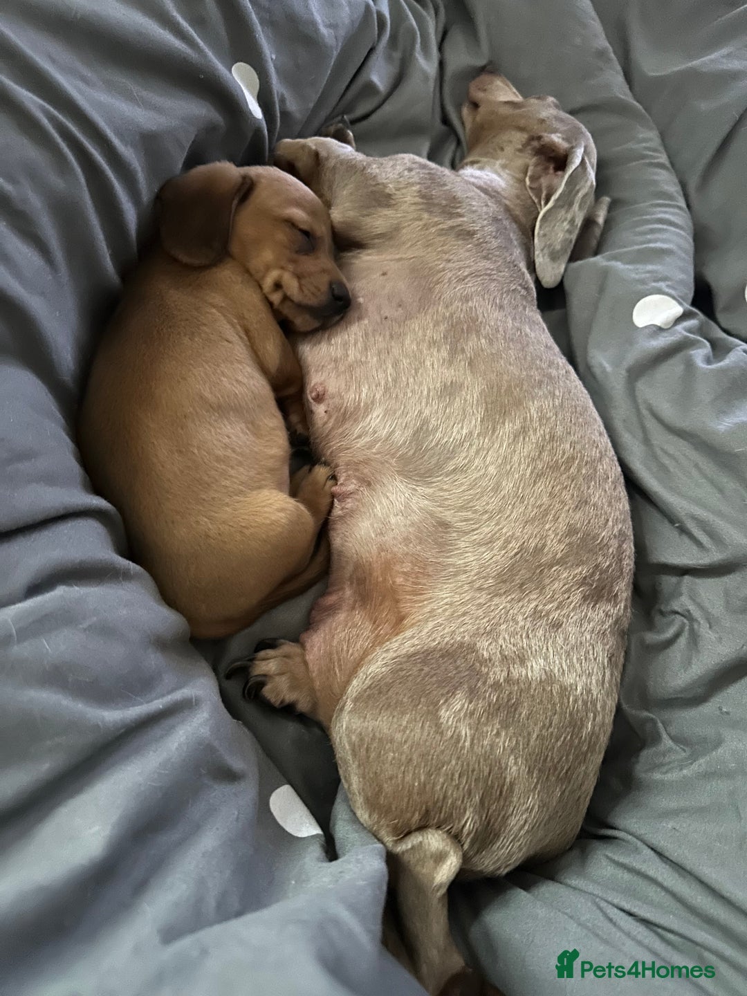 Dachshund dogs for sale: LAST Red Dapple Miniature Dachshund - Image 19