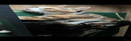 Norwegian Forest Cat cats for sale: Mixed breed/Norwegian Forest Cat  - Advert 22