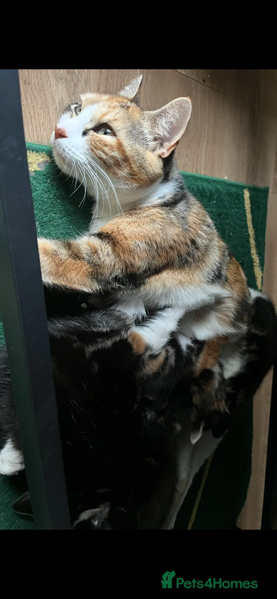 Norwegian Forest Cat cats for sale: Mixed breed/Norwegian Forest Cat  - Advert 22