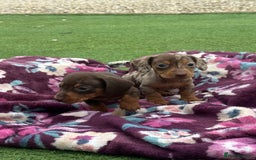 Miniature Dachshund dogs for sale: 6 mini dachshund puppies  - Image 2