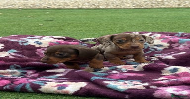 Miniature Dachshund dogs - Advert 7