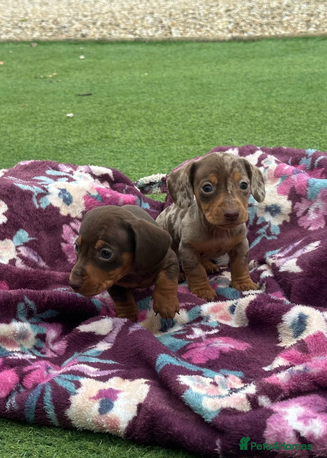 Miniature Dachshund dogs for sale: 6 mini dachshund puppies  - Image 2