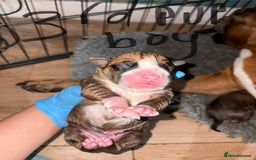 Boxer dogs for sale: 5 beautiful boxer puppies - Image 7