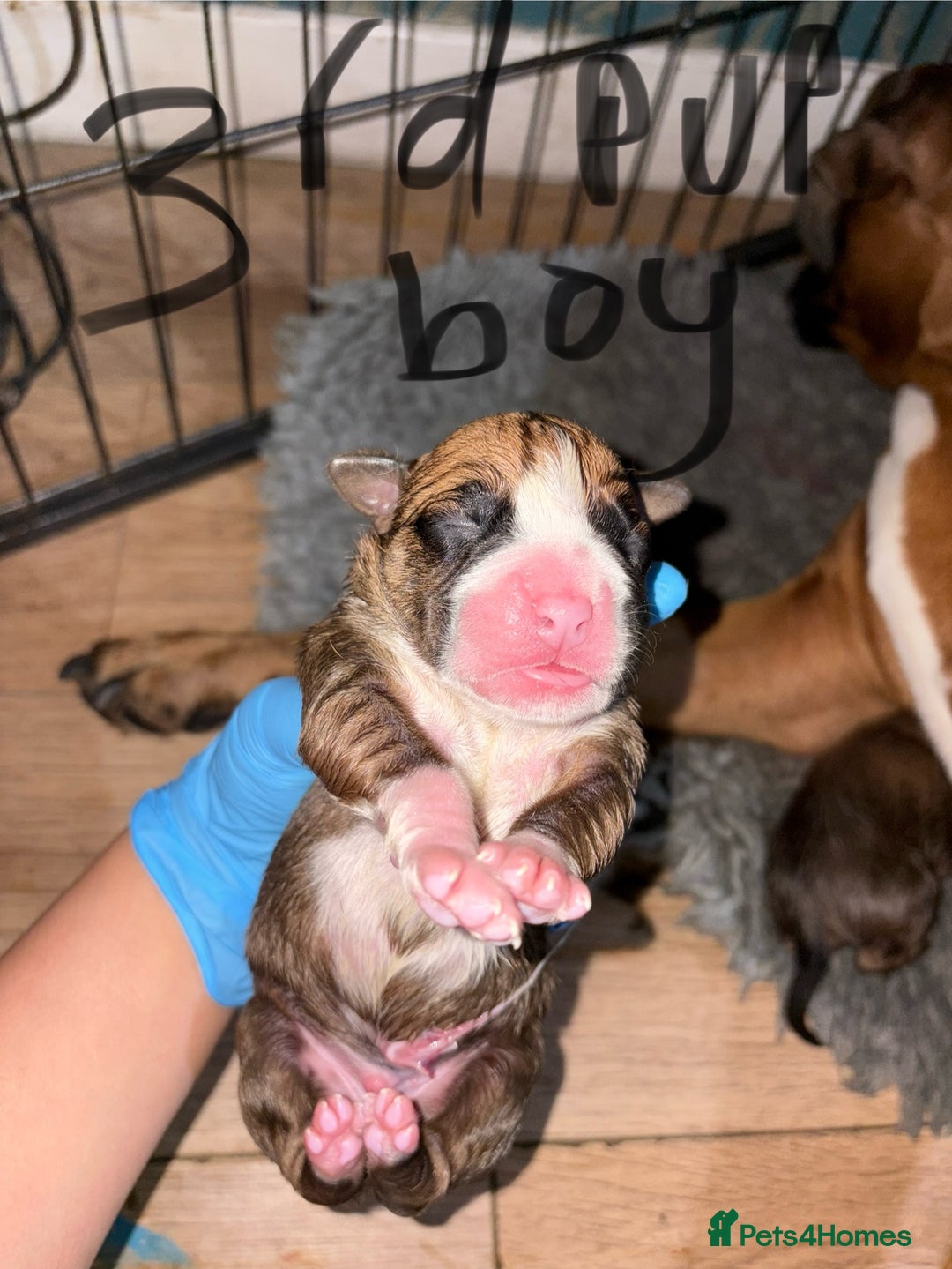 Boxer dogs for sale: 5 beautiful boxer puppies - Image 7