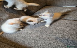 Ragdoll cats for sale: GCCF Beautiful Ragdoll Kittens - Image 25