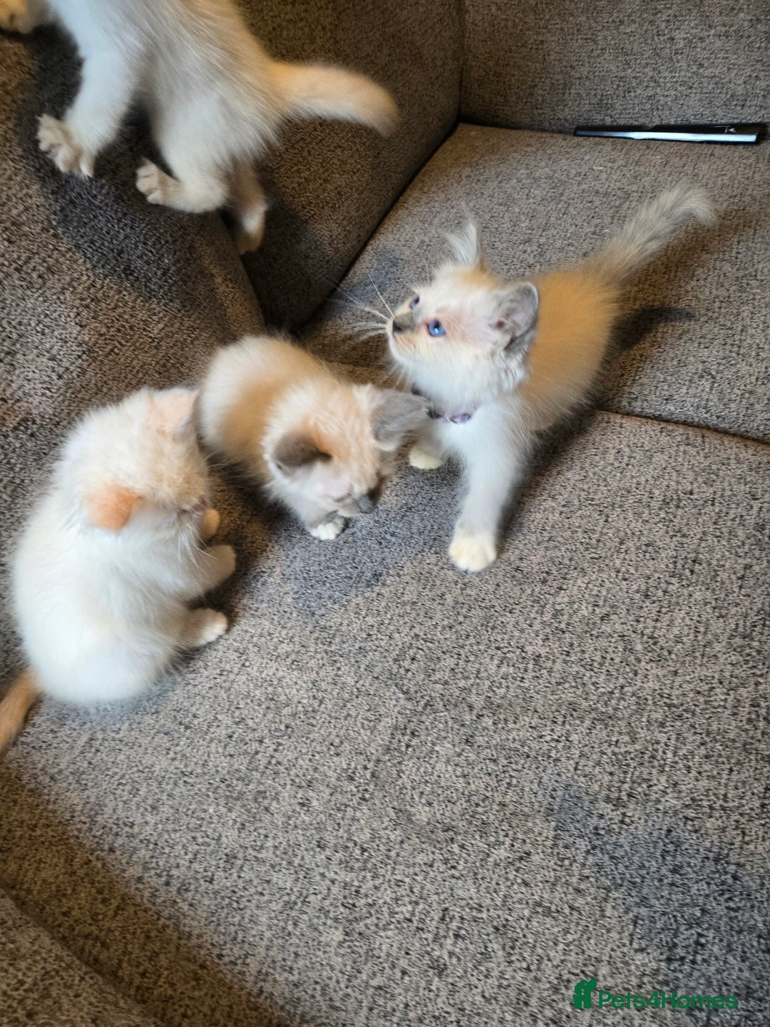 Ragdoll cats for sale: GCCF Beautiful Ragdoll Kittens - Image 25