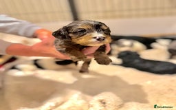 Cavapoo dogs for sale: Exceptional examples of top class cavapoo puppies  - Advert 10