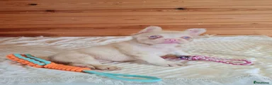 French Bulldog 8