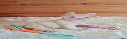 French Bulldog dogs for sale: Fluffy pink husky  **  in Stoke-on-Trent - Advert 3