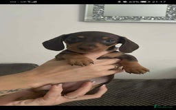 Miniature Dachshund dogs for sale: Stunning chocolate and tan miniature dachshund - Image 4