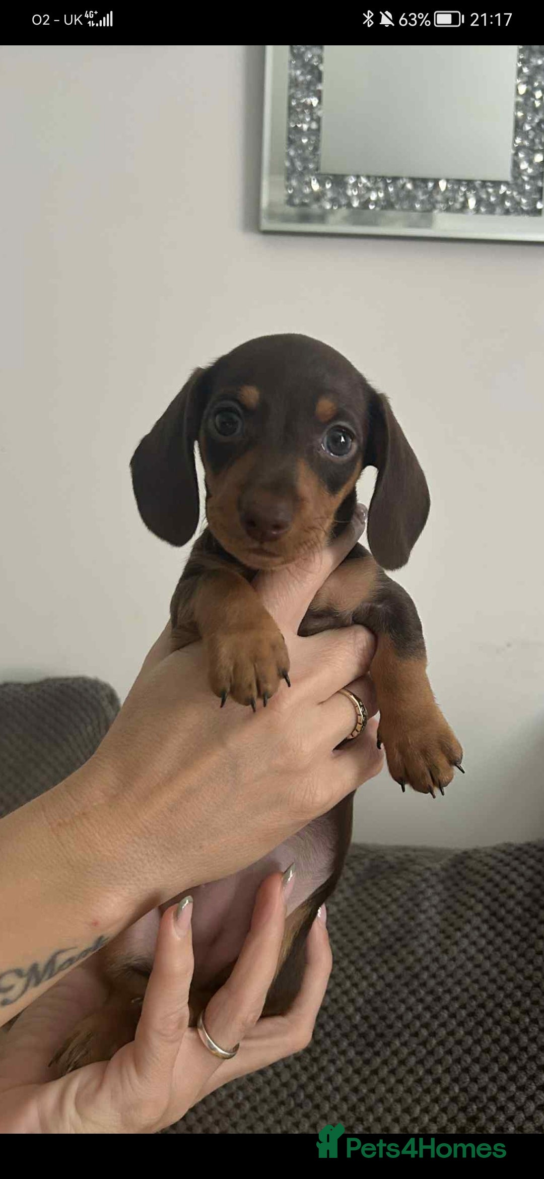 Miniature Dachshund dogs for sale: Stunning chocolate and tan miniature dachshund - Image 4