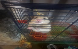 Hamster rodents for sale: Syrian hamster - Image 5