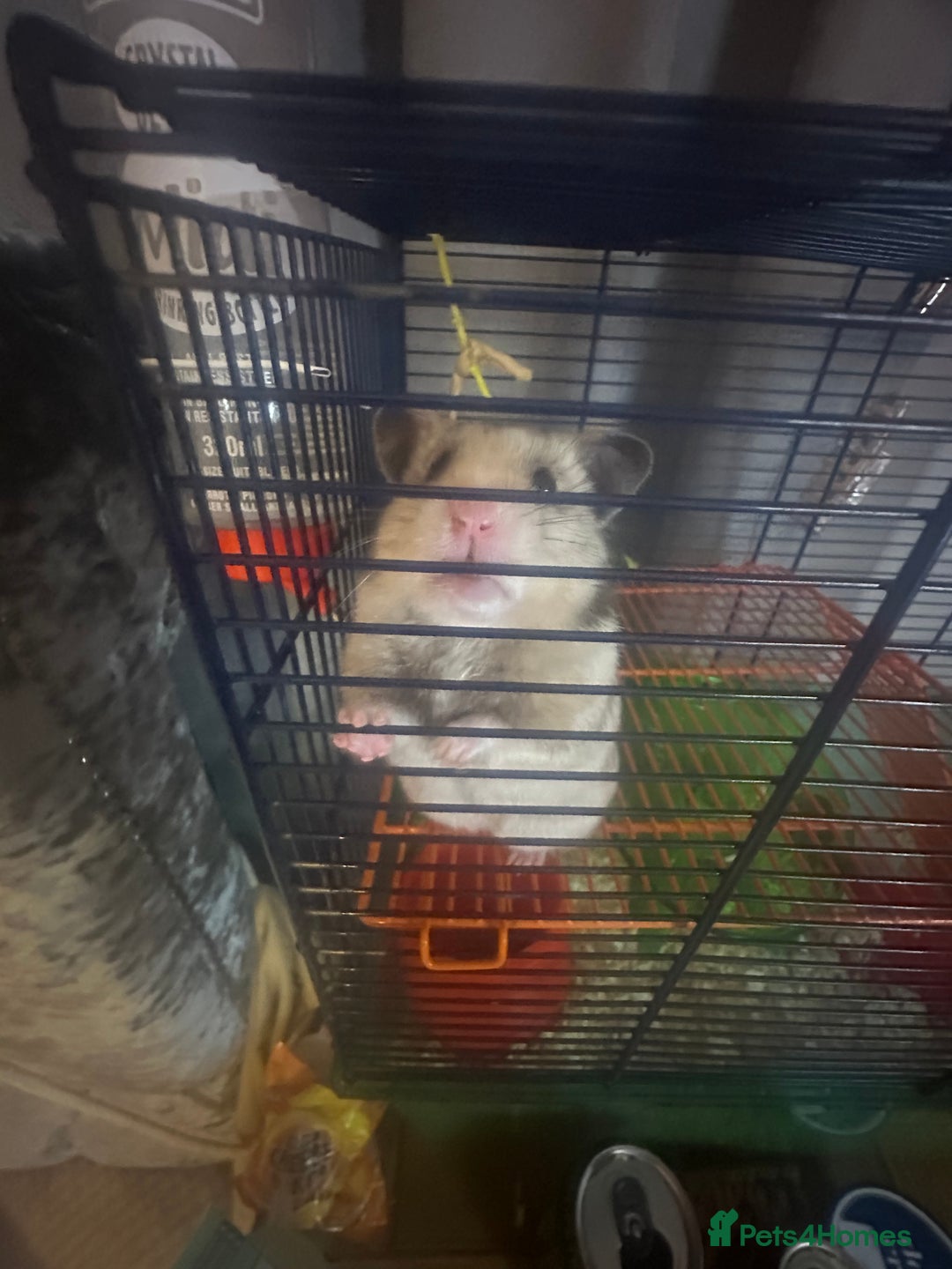 Hamster rodents for sale: Syrian hamster - Image 5
