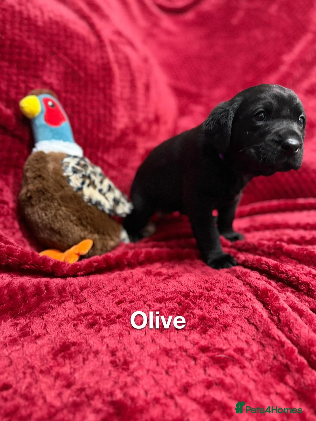 Labrador Retriever dogs for sale: Black Labrador Puppies  - Advert 6