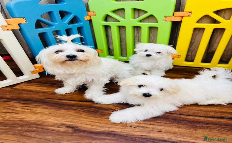 Maltese dogs - Advert 10