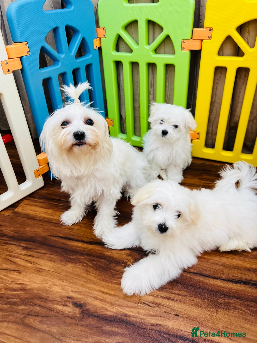 Maltese dogs for sale: For sale - Image 1